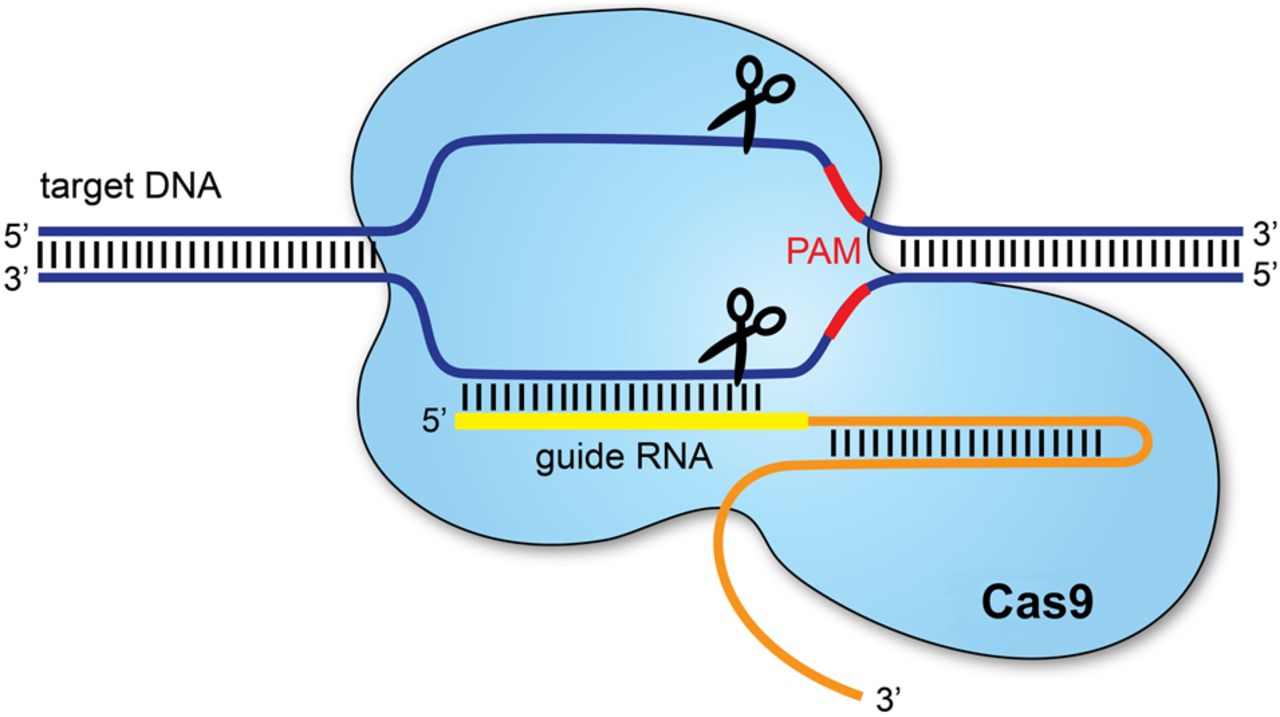 CRISPR/Cas9 Genome Editing Technology – 99Science