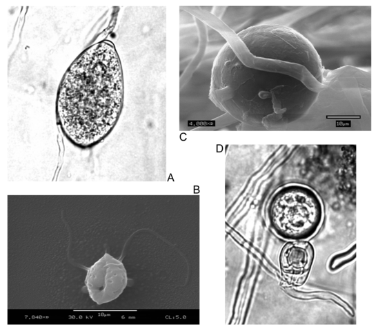 Reproductive Structures of the Phytophthora. The asexual (A) sporangia, (B) zoospores, and (C) chlamydospores, and the sexual (D) oospores.